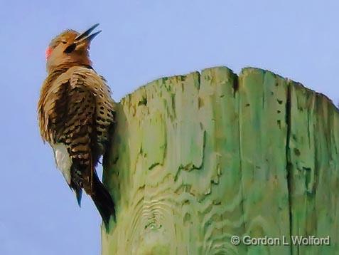 Flicker On A Pole_48293.jpg